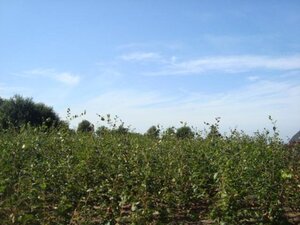 Fagus sylvatica 200-250 cm wortelgoed geveerd - afbeelding 2