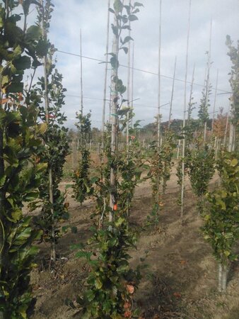 Fagus sylvatica 200-250 cm wortelgoed geveerd - afbeelding 4