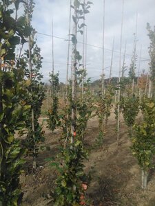 Fagus sylvatica 200-250 cm wortelgoed geveerd - afbeelding 4