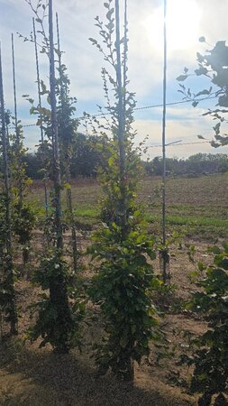 Fagus sylvatica 200-250 cm wortelgoed geveerd - afbeelding 7