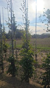 Fagus sylvatica 200-250 cm wortelgoed geveerd - afbeelding 7