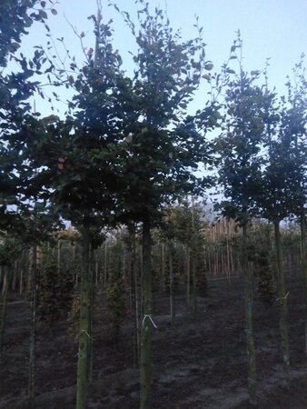 Fagus sylvatica 20-25 Hoogstam draadkluit 3 X verplant - afbeelding 1