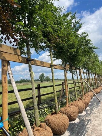 Fagus sylvatica 20-25 Hoogstam draadkluit 3 X verplant - afbeelding 7