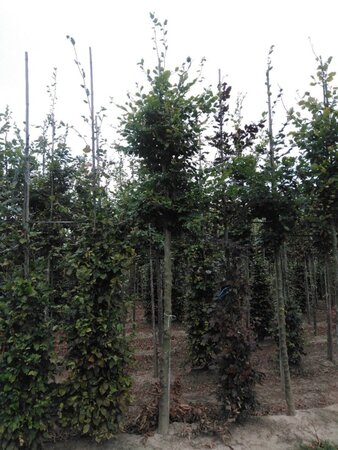 Fagus sylvatica 20-25 Hoogstam draadkluit 3 X verplant - afbeelding 3