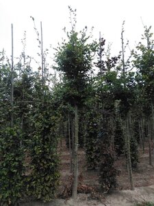 Fagus sylvatica 20-25 Hoogstam draadkluit 3 X verplant - afbeelding 3