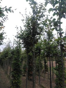 Fagus sylvatica 20-25 Hoogstam draadkluit 3 X verplant - afbeelding 4