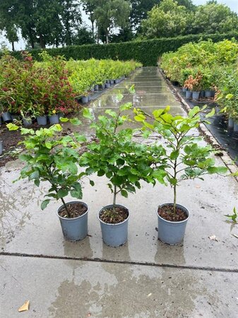 Fagus sylvatica 40-60 cm cont. 2,5L - afbeelding 3