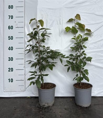 Fagus sylvatica 40-60 cm cont. 2,5L - afbeelding 1