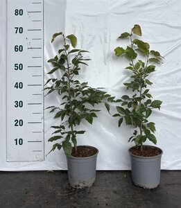 Fagus sylvatica 40-60 cm cont. 2,5L