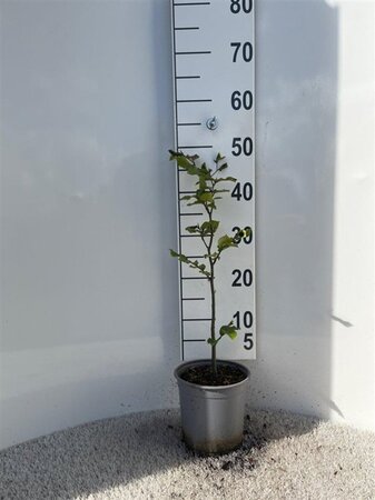 Fagus sylvatica 40-60 cm cont. 2,5L - afbeelding 4