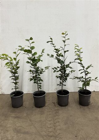 Fagus sylvatica 40-60 cm cont. 2,5L - afbeelding 6