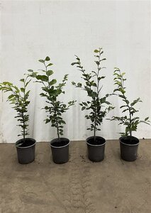 Fagus sylvatica 40-60 cm cont. 2,5L - afbeelding 6