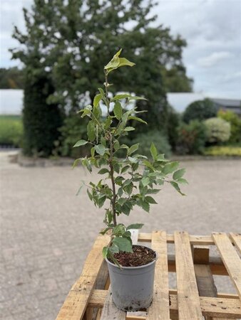 Fagus sylvatica 40-60 cm cont. 2,5L - afbeelding 2