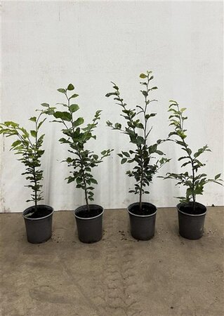 Fagus sylvatica 40-60 cm cont. 2,5L - afbeelding 3