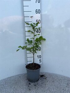 Fagus sylvatica 40-60 cm cont. 2,5L - afbeelding 5