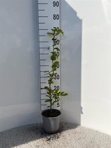 Fagus sylvatica 60-80 cm cont. 2,5L - afbeelding 5