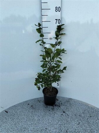Fagus sylvatica 60-80 cm cont. 2,5L - afbeelding 6
