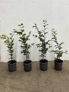 Fagus sylvatica 60-80 cm cont. 2,5L