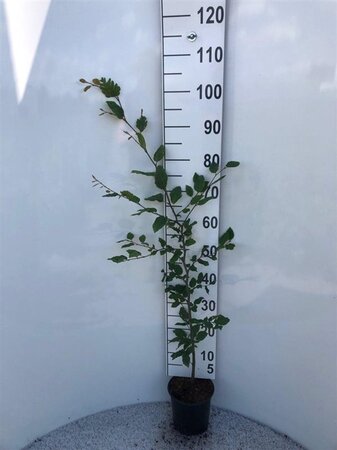 Fagus sylvatica 60-80 cm cont. 2,5L - afbeelding 7