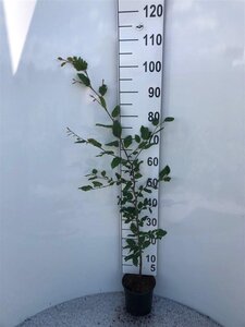 Fagus sylvatica 60-80 cm cont. 2,5L - afbeelding 7