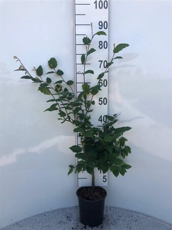 Fagus sylvatica 60-80 cm cont. 2,5L - afbeelding 8