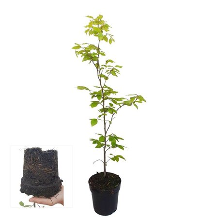 Fagus sylvatica 60-80 cm cont. 2,5L - afbeelding 2