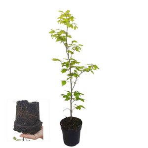 Fagus sylvatica 60-80 cm cont. 2,5L - afbeelding 2
