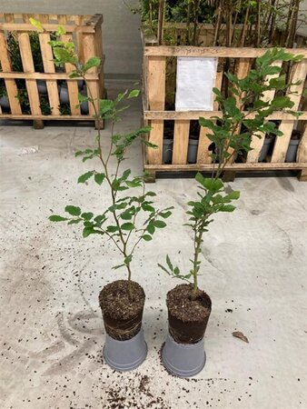 Fagus sylvatica 60-80 cm cont. 2,5L - afbeelding 4
