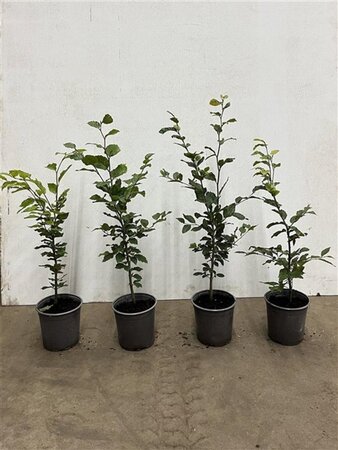 Fagus sylvatica 60-80 cm cont. 2,5L - afbeelding 2