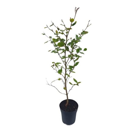 Fagus sylvatica 60-80 cm cont. 2,5L - image 2