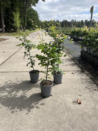 Fagus sylvatica 60-80 cm cont. 3,5L - afbeelding 2