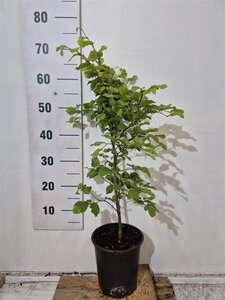 Fagus sylvatica 60-80 cm cont. 3,5L