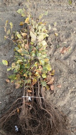 Fagus sylvatica 60-80 cm wortelgoed 3 jarig verplante zaailin