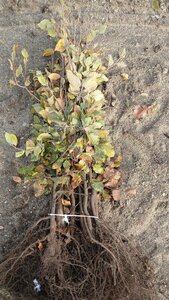 Fagus sylvatica 60-80 cm wortelgoed 3 jarig verplante zaailin