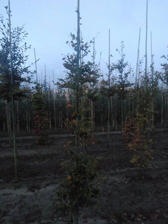 Fagus sylvatica 6-8 cm wortelgoed geveerd - afbeelding 7