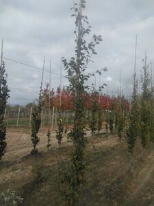 Fagus sylvatica 6-8 cm wortelgoed geveerd - afbeelding 3