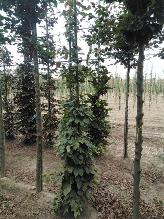 Fagus sylvatica 6-8 cm wortelgoed geveerd - afbeelding 5