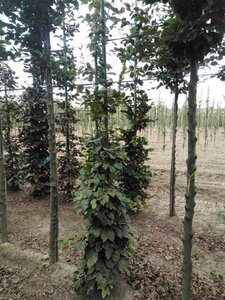 Fagus sylvatica 6-8 cm wortelgoed geveerd - afbeelding 5