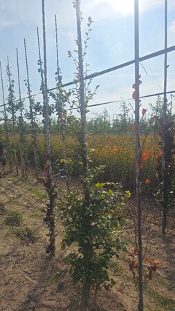 Fagus sylvatica 6-8 cm wortelgoed geveerd - afbeelding 2