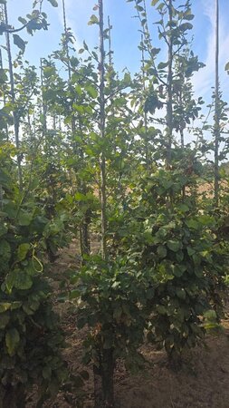 Fagus sylvatica 6-8 cm wortelgoed geveerd - afbeelding 4