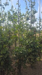 Fagus sylvatica 6-8 cm wortelgoed geveerd - afbeelding 4