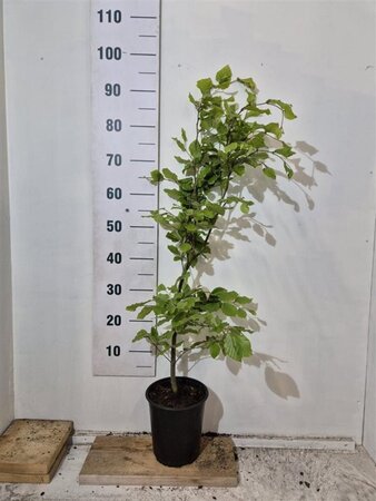 Fagus sylvatica 80-100 cm cont. 3,5L