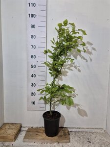 Fagus sylvatica 80-100 cm cont. 3,5L