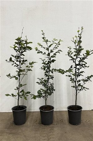 Fagus sylvatica 80-100 cm cont. 3,5L - afbeelding 1