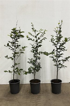 Fagus sylvatica 80-100 cm cont. 3,5L - afbeelding 2