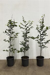 Fagus sylvatica 80-100 cm cont. 3,5L