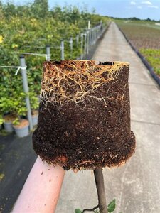 Fagus sylvatica 80-100 cm cont. 5,0L - afbeelding 3