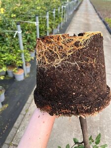 Fagus sylvatica 80-100 cm cont. 5,0L - afbeelding 4