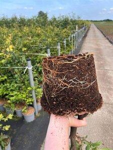 Fagus sylvatica 80-100 cm cont. 5,0L - afbeelding 5