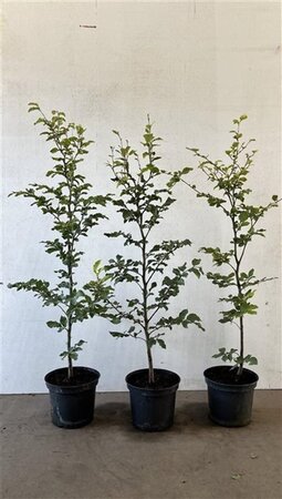 Fagus sylvatica 80-100 cm cont. 5,0L - image 3
